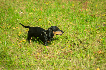 Running dachshund on a green lawn.