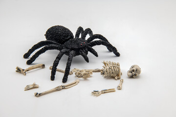 Spider and skeleton on a white background.
