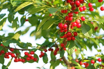 Great harvest of ripe red cherries on a tree branch. Selective focus.