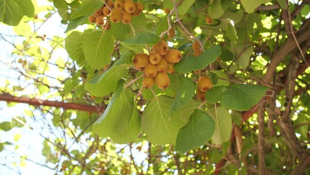 Farming and harvesting concept. Golden or green kiwi, hairy fruits hanging on kiwi tree in orchard