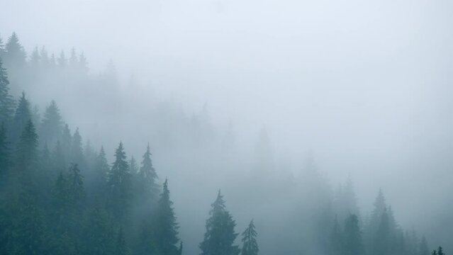 Timelapse rainy weather mountains misty fog forest tree wood pine