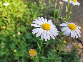 white daisies slowly swaying in the wind - blurred background