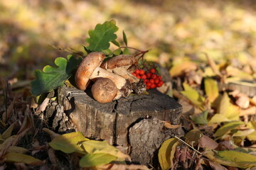 mushrooms in the forest