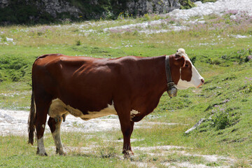 brown cow while grazing the grass in the mountain meadows in summer