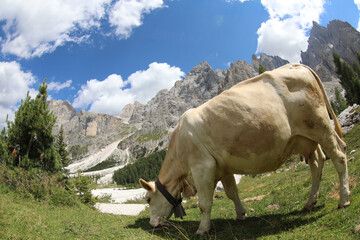 cow while grazing the grass in the valley in the mountains in summer