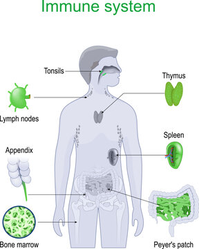 Immune system. Part of Lymphatic system.