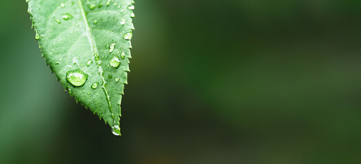 Close-up water drops on green leave and water drops on solid green background for banner with copyspace. Green leaf with dew drops, nature background.