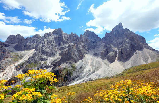 Yellow flowers of Arnica Montana and the Dolomites mountains in the European Alps in Italy