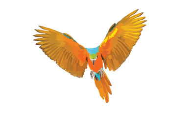 Colorful macaw parrot flying isolated on white. Vector illustration