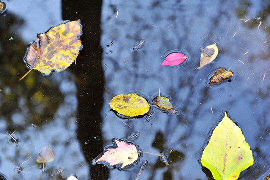 Autumn fallen leaves on the water and reflection