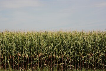 corn field in summer