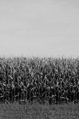 corn field with sky I black and white monochrome