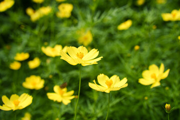 キバナコスモス