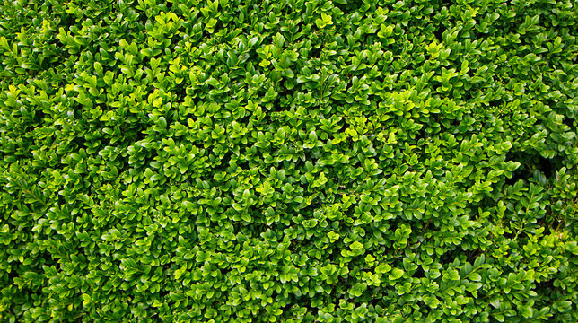 Natural background of Green leaves shrub hedg