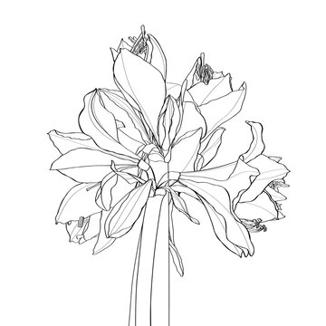 Hand drawn line garden flowers bouquet.  Isolated black and white sketch. Amaryllis hippeastrum lilly flower isolated black and white outline sketch drawing. 