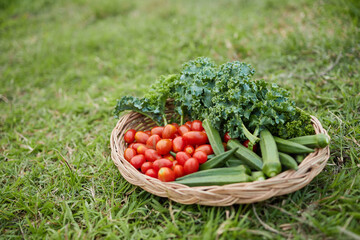 Group of fresh organic vegetables , tomatoes kale and okra,  as cooking raw ingredients , laying in round rattan basket on green grass background , health concept