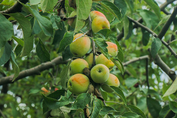 Juicy ripe apples on a green branch. Red and green fruits on a small tree