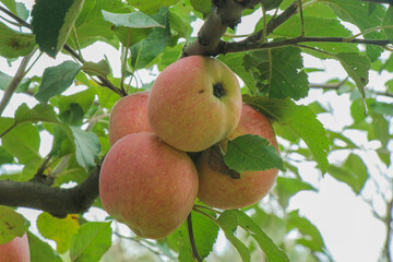 Juicy ripe apples on a green branch. Red and green fruits on a small tree