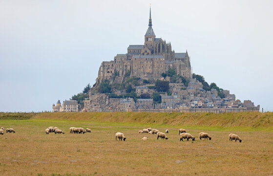 famous ancient abbey of Mont Saint Michel in Normandy in France and grazing sheep