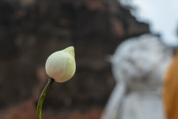 White lotus, behind a brick brown Buddha image. Lotus flowers are popular among Buddhists who bring them to worship