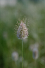 thistle in the field