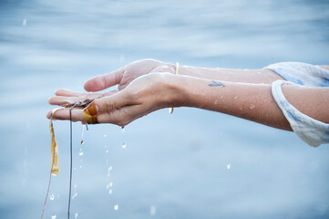 Hands flowing with ocean water and sea kelp.  - 533154667