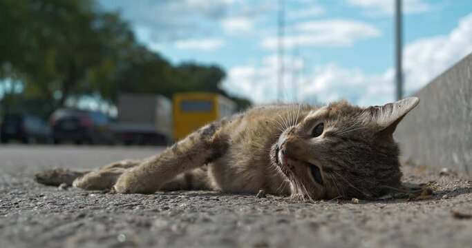 Cat ran across the road and was hit by car. Dead cat lies on highway, cars drives on the road. You cannot cross road in wrong place. Cinema 4K 60fps video