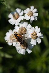 Helophilus pendulus - Hoverfly - Helophile à bandes grises - Hélophile suspendu