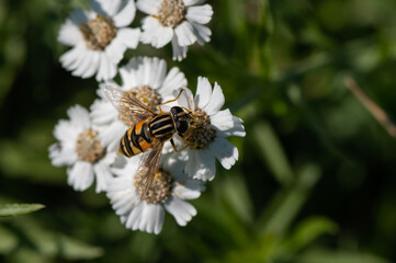 Helophilus pendulus - Hoverfly - Helophile à bandes grises - Hélophile suspendu