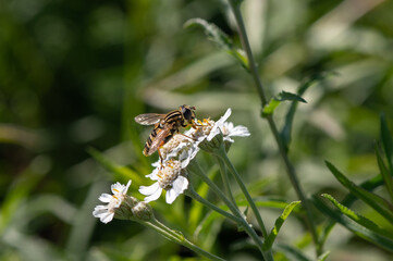 Helophilus pendulus - Hoverfly - Helophile à bandes grises - Hélophile suspendu