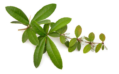 Fototapeta na wymiar Berberis julianae, the wintergreen barberry or Chinese barberry. Isolated on white background