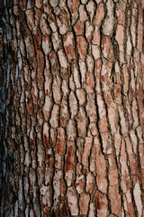 bark of a tree