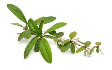 Berberis julianae, the wintergreen barberry or Chinese barberry. Isolated on white background