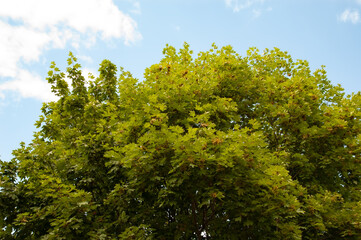 Maple branches with green leaves against the sky