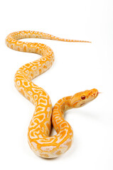 Indian python // Tigerpython (Python molurus) - Albino