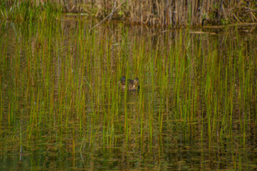 Tall grass that hides a duck in the pond of a swamp in the Canadian forest in Quebec