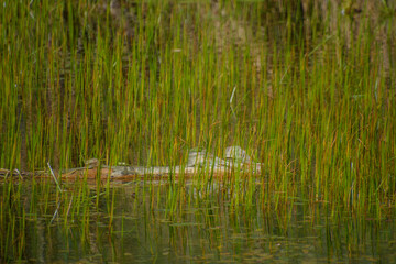 Tall grass in the pond of a swamp in the Canadian forest in Quebec