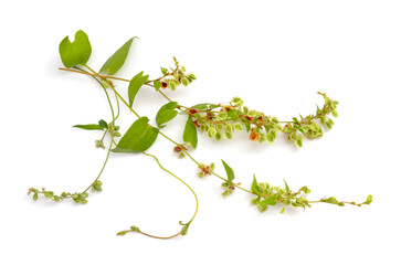 Fallopia convolvulus, the black-bindweed or wild buckwheat. Isolated on white background