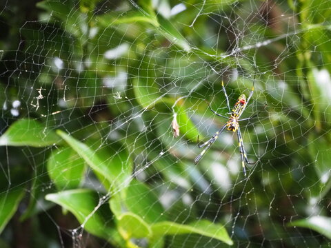 蜘蛛の巣とジョロウグモ