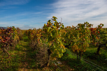 Fototapeta na wymiar des feuilles de vigne en automne en bourgogne au soleil levant dans les vignobles de Bourgogne