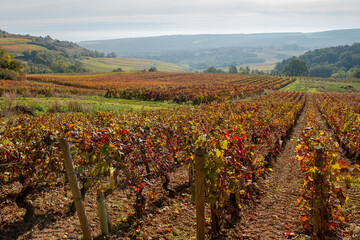 des feuilles de vigne en automne en bourgogne au soleil levant dans les vignobles de Bourgogne