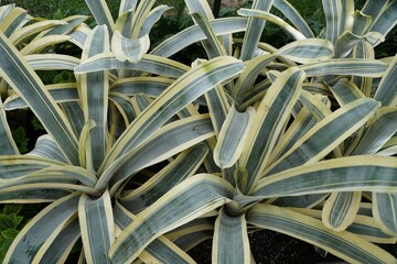 Vaiegated green and white color of Aechmea Chantinii 'Harvey's Pride'