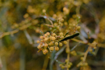 yellow flower tree