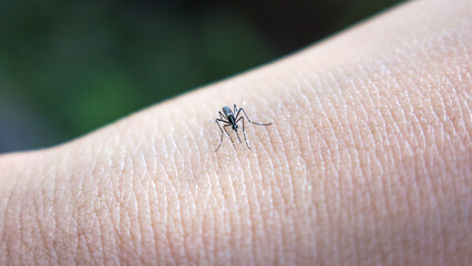 A mosquito suck blood from human skin