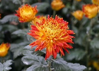Obraz premium The red and yellow color of decorative mum 'Western Bushfire' flower