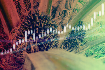Oil palm tree with stock market graph. Energy stocks or agricultural products concept.