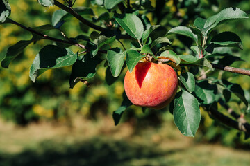 Closeup photo of some ripe red apples hanging on a brunch in summer garden