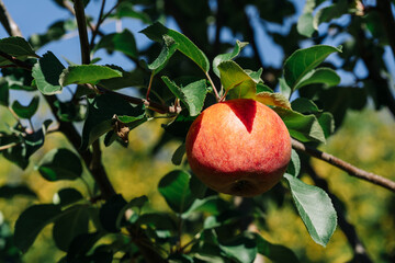 Closeup photo of some ripe red apples hanging on a brunch in summer garden
