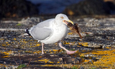 möwe mit knurrhahn