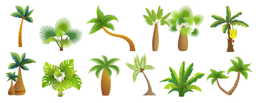 Tropical palm trees and beach or jungle plants set vector illustration. Cartoon isolated exotic coconut banana tree with leaf and trunk, summer green leaves on branches in tropic botanical collection